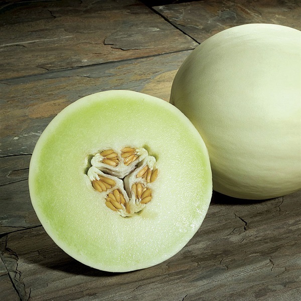 เมล่อนฮันนี่ดิว Melon Honeydew