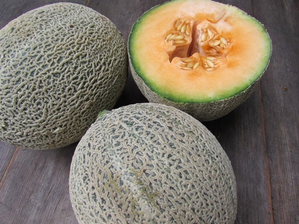 เมล่อนไอโรกัว  melon-iroquois-cantaloupe