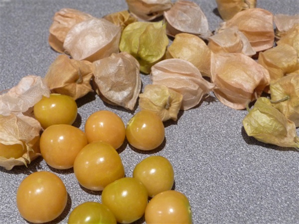 โทงเทงฝรั่ง แคพกลูพเบอร์รี่ Ground Cherry