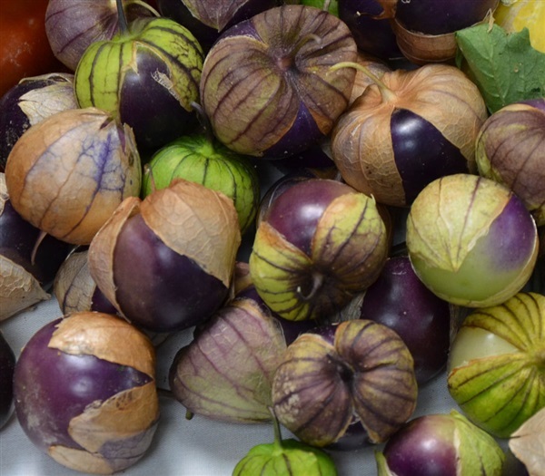 โทงเทงฝรั่ง (โทมาเทลโล) สีม่วง tomatillo purple demilpa | ไม้ดอกออนไลน์ - บางใหญ่ นนทบุรี