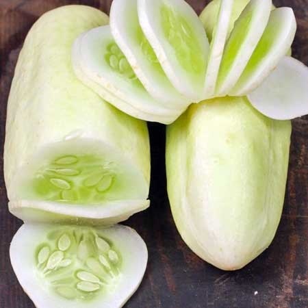 แตงกวาสีขาว  White Wonder Cucumber | ไม้ดอกออนไลน์ - บางใหญ่ นนทบุรี