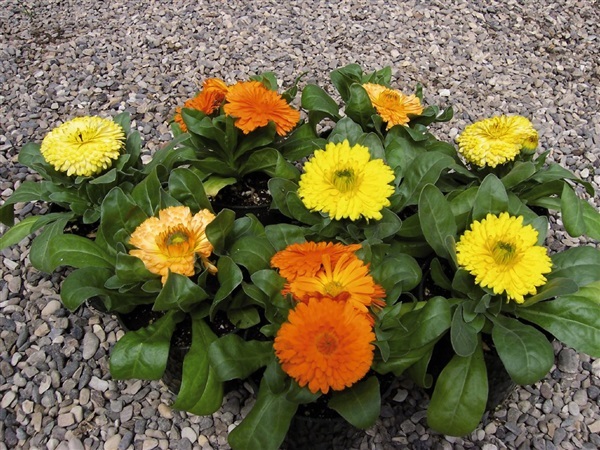 ดอกดาวเรืองหม้อ หรือ คาแลนดูล่า คละสี  Calendula Officinalis