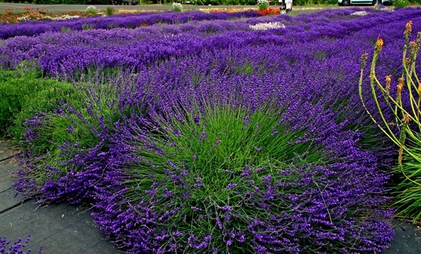 ดอกอิงลิช ลาเวนเดอร์  Lavender ENGLISH  | ไม้ดอกออนไลน์ - บางใหญ่ นนทบุรี