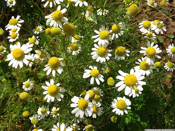 คาร์โมมายด์ German Chamomile | ไม้ดอกออนไลน์ - บางใหญ่ นนทบุรี