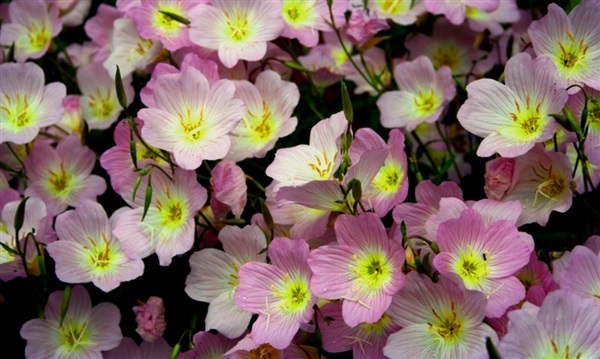 อีฟนิ่ง พริมโรส สีชมพู  evening primrose | ไม้ดอกออนไลน์ - บางใหญ่ นนทบุรี