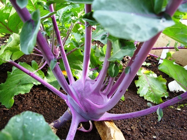 กะหล่ำปม สีม่วง  PURPLE VIENNA KOHLRABI Brassica