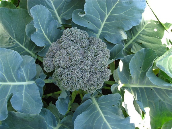 บล๊อคคอลลี่ สีเขียว  waltham 29 Broccoli | ไม้ดอกออนไลน์ - บางใหญ่ นนทบุรี