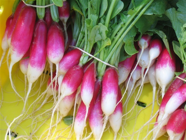 เรดิช แฟรนซ์ เบรคฟาส  French Breakfast Radish