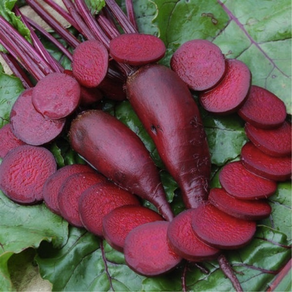 บีทรูท ไคริรนด้า CYLINDRA BEET Beta Vulgaris | ไม้ดอกออนไลน์ - บางใหญ่ นนทบุรี