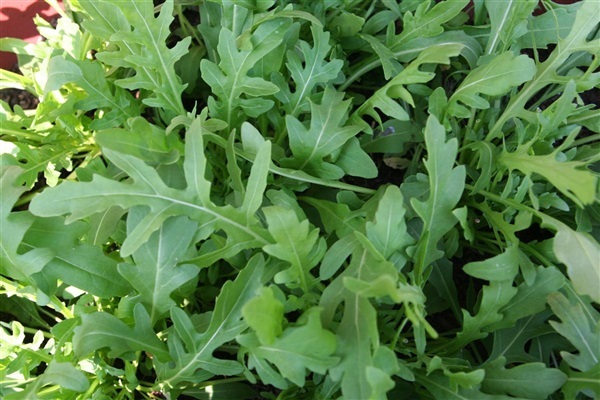 ผักสลัดร๊อคแก็ต Rocket Roquette Arugula | ไม้ดอกออนไลน์ - บางใหญ่ นนทบุรี