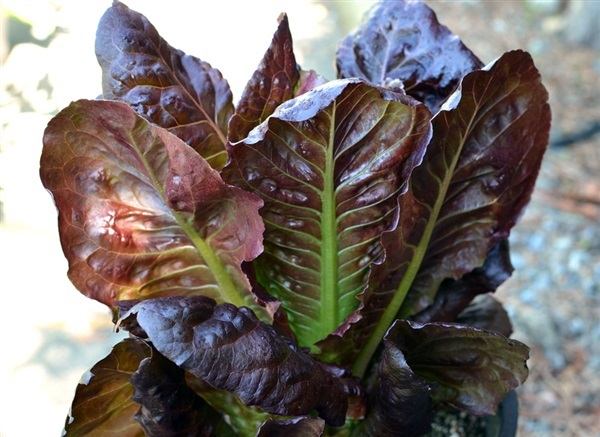 ผักกาด คอส เรด โรแมนซ์ ผักกาดหวานแดง  RED ROMAINE LETTUCE