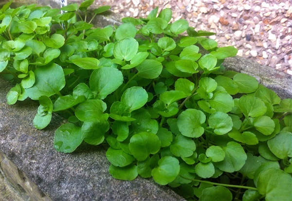 ผักสลัดน้ำ (ฝรั่ง) วอเตอร์เครส  watercress