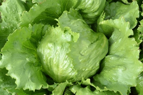 ผักกาดแก้ว  ICEBERG LETTUCE | ไม้ดอกออนไลน์ - บางใหญ่ นนทบุรี