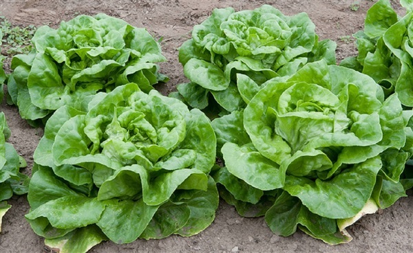 ผักสลัดบัตเตอร์คลั้น  BUTTERCRUNCH LEAF LETTUCE | ไม้ดอกออนไลน์ - บางใหญ่ นนทบุรี