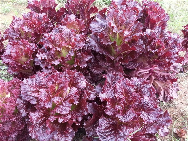 ผักสลัดรูบี้ เรด  Ruby red Lettuce