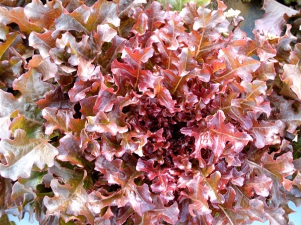 ผักเรด สลัด โบล์ว  RED SALAD BOWL LEAF LETTUCE