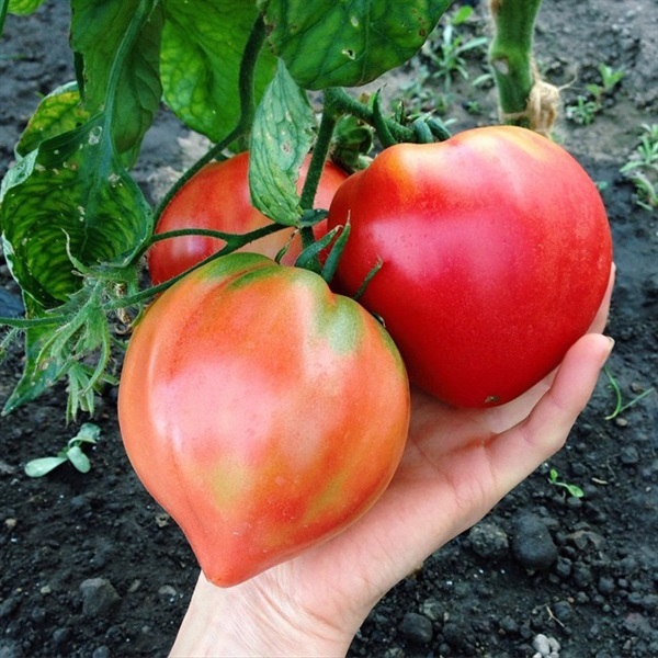 มะเขือเทศรูปหัวใจ (ออริจินอล แพค)  Bull Heart Red Tomato see