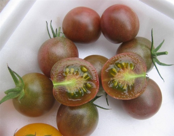 มะเขือเทศเชอรี่ สีน้ำตาล  Brown Cherry tomato | ไม้ดอกออนไลน์ - บางใหญ่ นนทบุรี