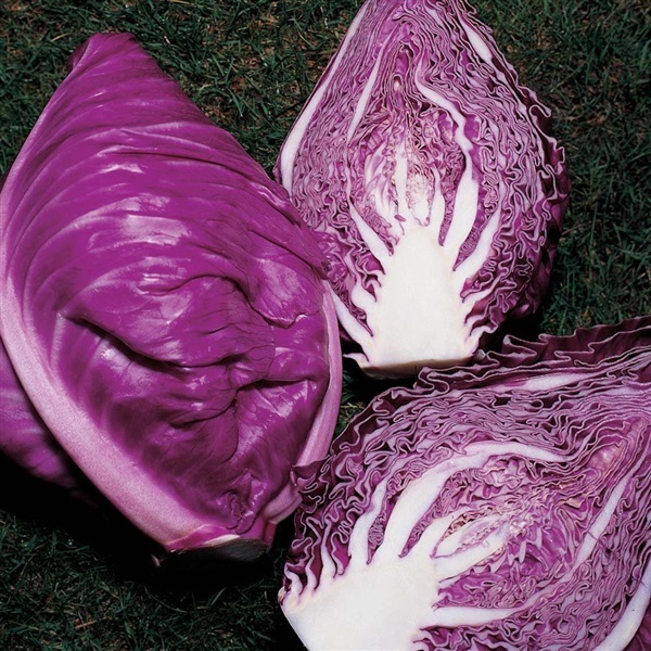 กะหล่ำปลีรูปหัวใจ สีม่วง (ออริจินอลแพค) Cabbage seeds Kalibo