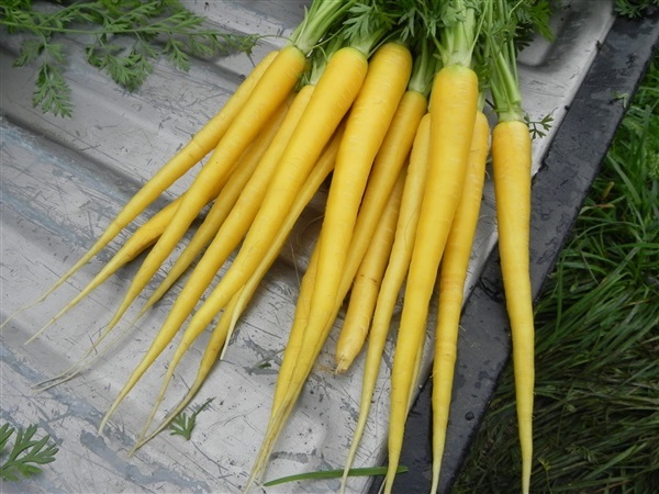 แครอท สีเหลือง Carrot - Solar Yellow | ไม้ดอกออนไลน์ - บางใหญ่ นนทบุรี