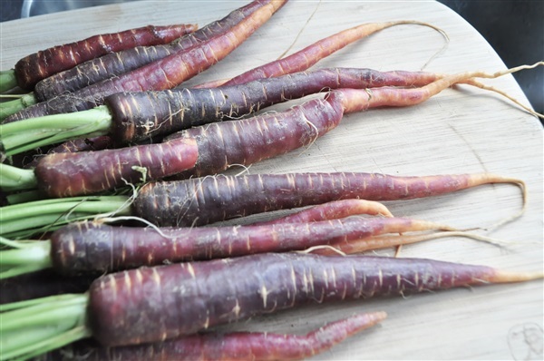 แครอทสีม่วง Carrot - Cosmic Purple | ไม้ดอกออนไลน์ - บางใหญ่ นนทบุรี