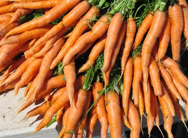 แครอท สีส้ม Carrot - Amsterdam Forcing