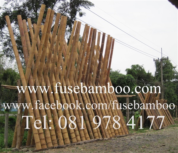 ไม้ไผ่แช่น้ำยากันมอด ไม้ไผ่อบน้ำยากันมอด Treated Bamboo | ร้านไผ่ฟิวส์ - เมืองภูเก็ต ภูเก็ต