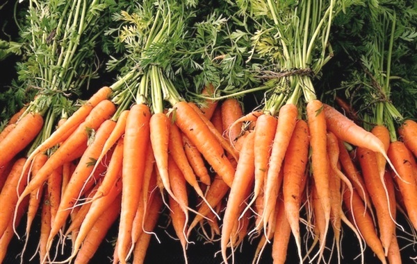 เมล็ดเบบี้แครอท  Carrot little finger 