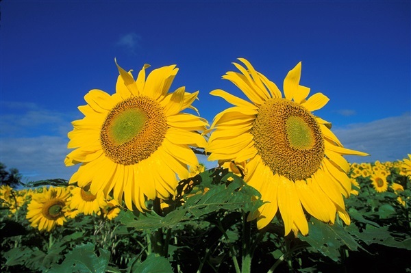 ทานตะวัน เกรย์ สตริป (ดอกใหญ่) Sunflower grey stripe | ไม้ดอกออนไลน์ - บางใหญ่ นนทบุรี