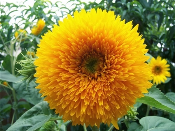 ทานตะวันแทดดี้แบร์  Teddy bear sunflower | ไม้ดอกออนไลน์ - บางใหญ่ นนทบุรี