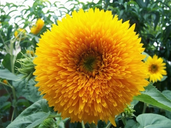 ทานตะวันแทดดี้แบร์  Teddy bear sunflower