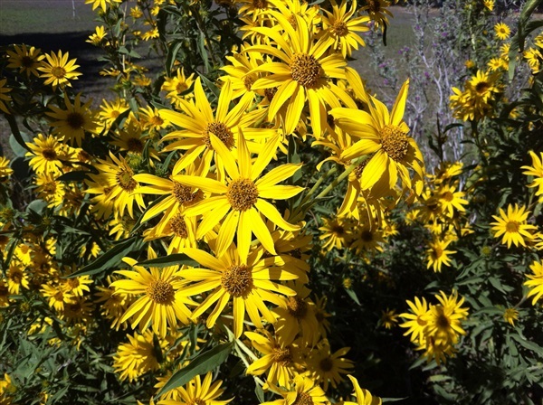 ทานตะวันพันธุ์ดกพิเศษ  Maximilian sunflower | ไม้ดอกออนไลน์ - บางใหญ่ นนทบุรี