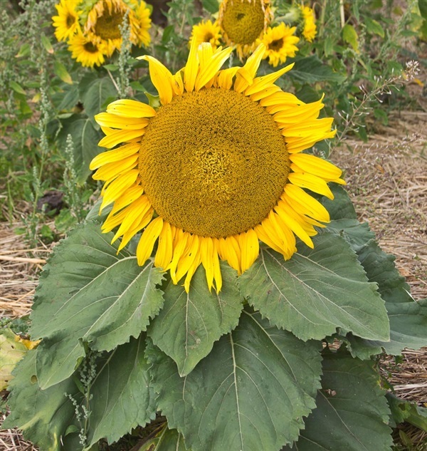 ทานตะวันพันธุ์เตี้ย  Sunspot Sunflower Wildflower