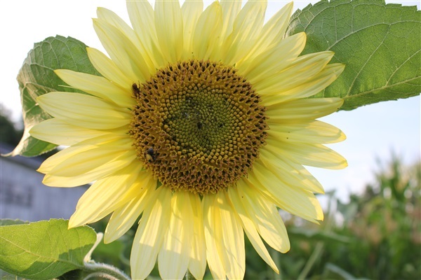 ทานตะวันเลมอนควีน Lemon queen sunflower