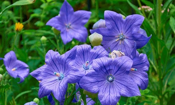 ดอกบอลลูน ฟาวเว่อร์ Bule Balloon Flower