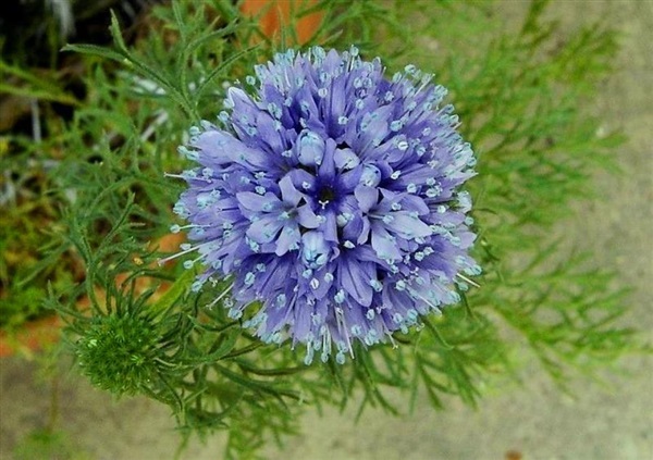 ดอกลูกโลกสีฟ้า  GLOBE GILIA Capitata Flower | ไม้ดอกออนไลน์ - บางใหญ่ นนทบุรี