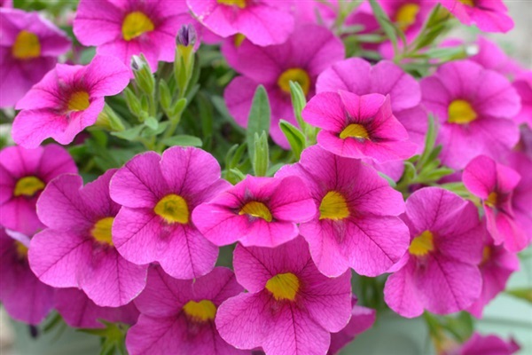 ดอกพิทูเนียคละสี Petunia mixed