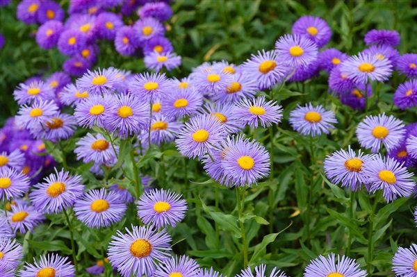 เดซี่หิมาลัยerigeron BLUE FLEABANE DAISY