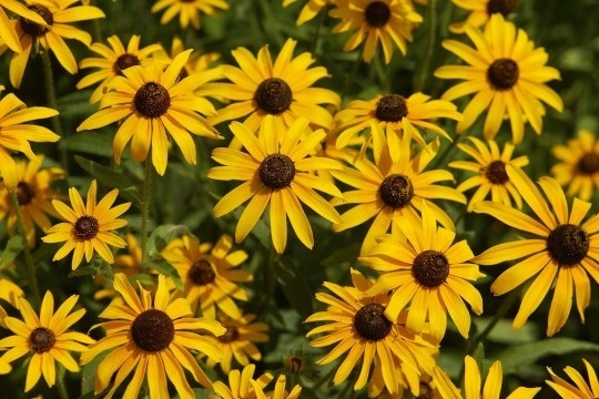 ดอกรู๊ดแบคเกีย แบลค อาย ซูซาน rudbeckia Black eyed susan | ไม้ดอกออนไลน์ - บางใหญ่ นนทบุรี