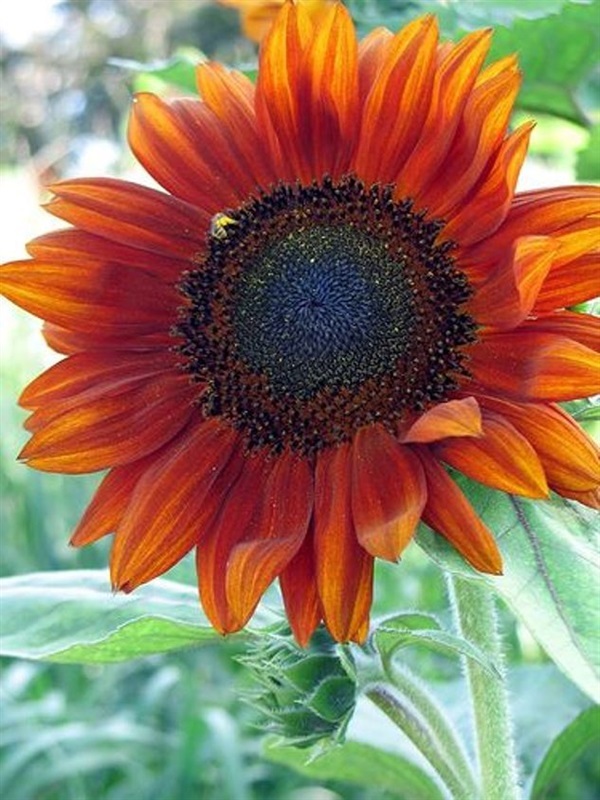 ทานตะวันแดงกำมะหยี่  velvet sunflower | ไม้ดอกออนไลน์ - บางใหญ่ นนทบุรี