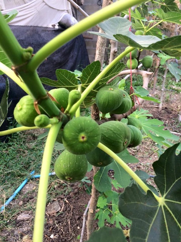 มะเดือฝรั่ง(Figs) | มะเดือฝรั่งบ้านครูเอ้ - พาน เชียงราย