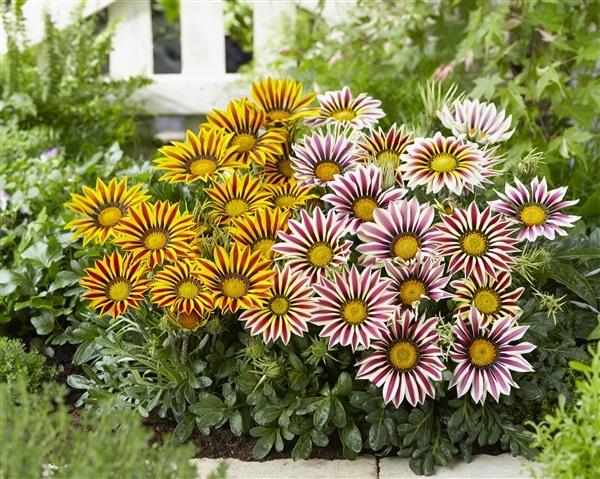 ดอกกลาซาเนีย คละสี คละแบบ  Gazania Mixed