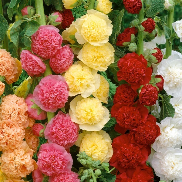 ดอกฮอลลี่ฮ๊อกดอกซ้อน คละสี  Hollihock Mixed | ไม้ดอกออนไลน์ - บางใหญ่ นนทบุรี