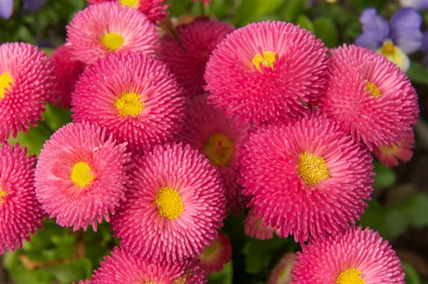 ดอกอิงลิช เดซี่ คละสี  English Daisy Mixed | ไม้ดอกออนไลน์ - บางใหญ่ นนทบุรี
