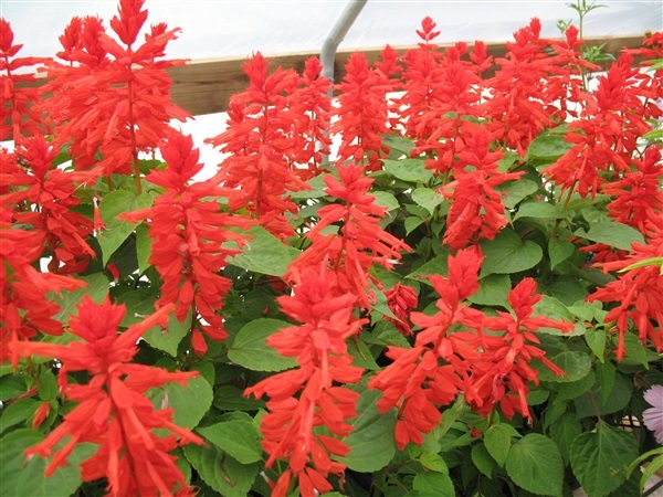 ดอกซัลเวีย สีแดง Red salvia trials