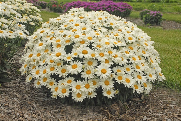 ดอกชาสต้า เดซี่ แคระ  Dwarf Shasta Daisy  | ไม้ดอกออนไลน์ - บางใหญ่ นนทบุรี