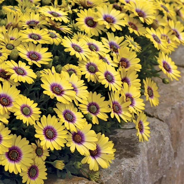 ดอกแอฟริกันเดซี่ คละสี  African daisy Mixed