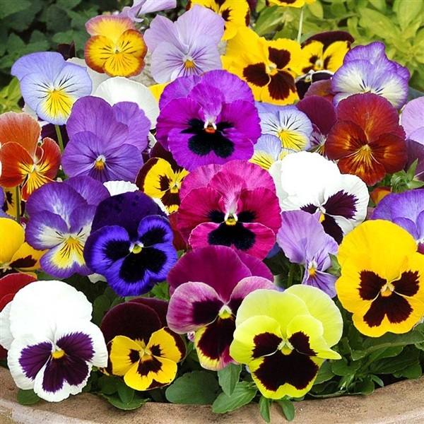 ดอกหน้าแมว คละสี (แพนซี่ คละสี) SWISS GIANT MIXED PANSY | ไม้ดอกออนไลน์ - บางใหญ่ นนทบุรี