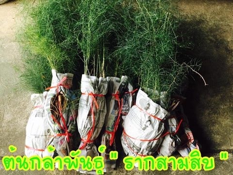 ต้นรากสามสิบ | Misterherb - เมืองปราจีนบุรี ปราจีนบุรี