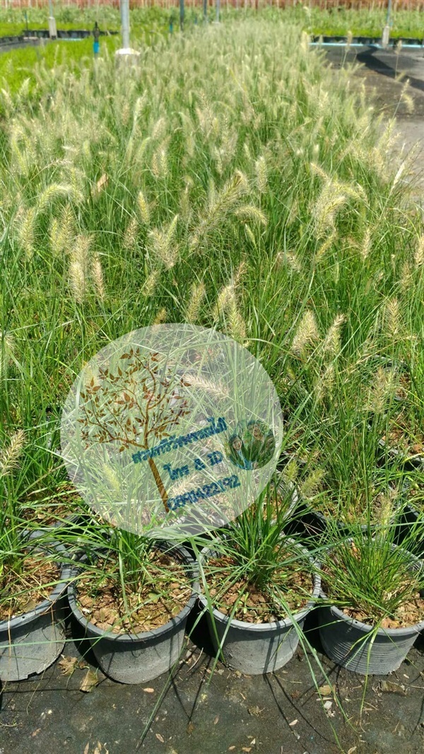 หญ้าน้ำพุแคระ | สวนทวีวัฒน์พันธุ์ไม้ - ปราณบุรี ประจวบคีรีขันธ์